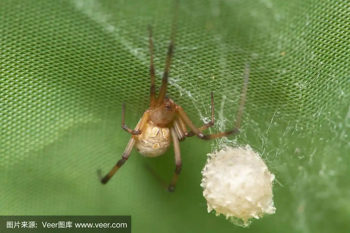 棕寡妇蜘蛛为它的卵造囊