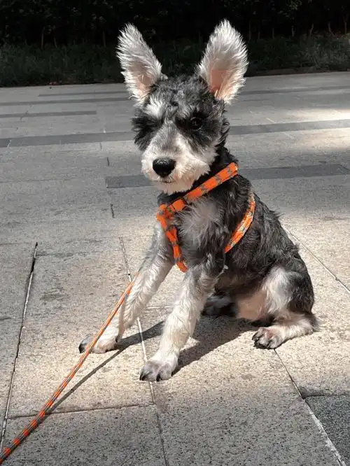 听说立耳雪纳瑞不纯