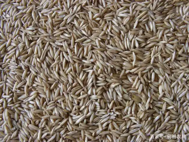 初祖农耕丨有时间一定要尝一尝 这五款小杂粮!