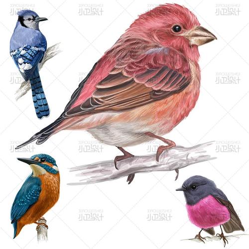 华美手绘水彩鸟动物插图热带羽毛eps矢量平面设计素材免扣元素ai