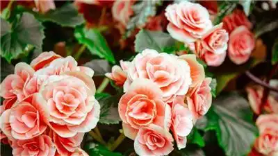 金色曼陀罗花的图片