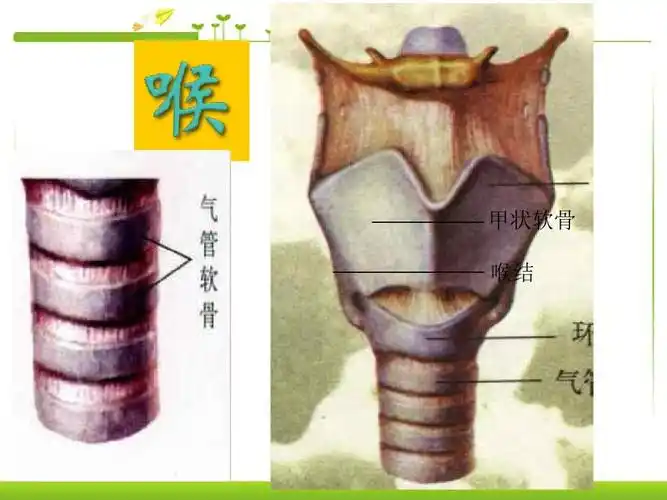人教版生物七年级下册第一节呼吸道对空气的处理优秀课件ppt