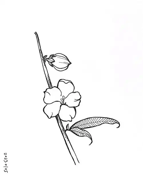 迎春花钢笔练习