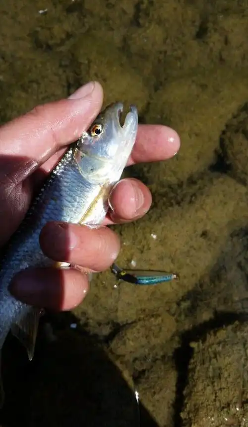 垂钓马口鱼也是很有乐趣