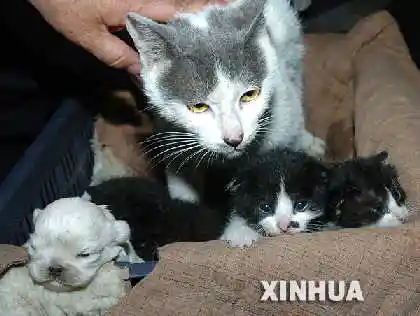 猫妈妈生了个狗娃娃图