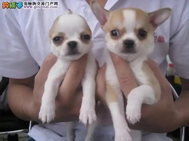 吉娃娃犬舍 袖珍犬吉娃娃 超小体吉娃娃 茶杯犬吉娃娃 _狗铺子