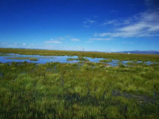 若尔盖草原花湖景区2020.8.19.