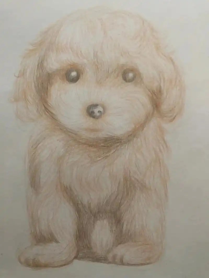 彩铅泰迪 - 不负韶华 - 抖音