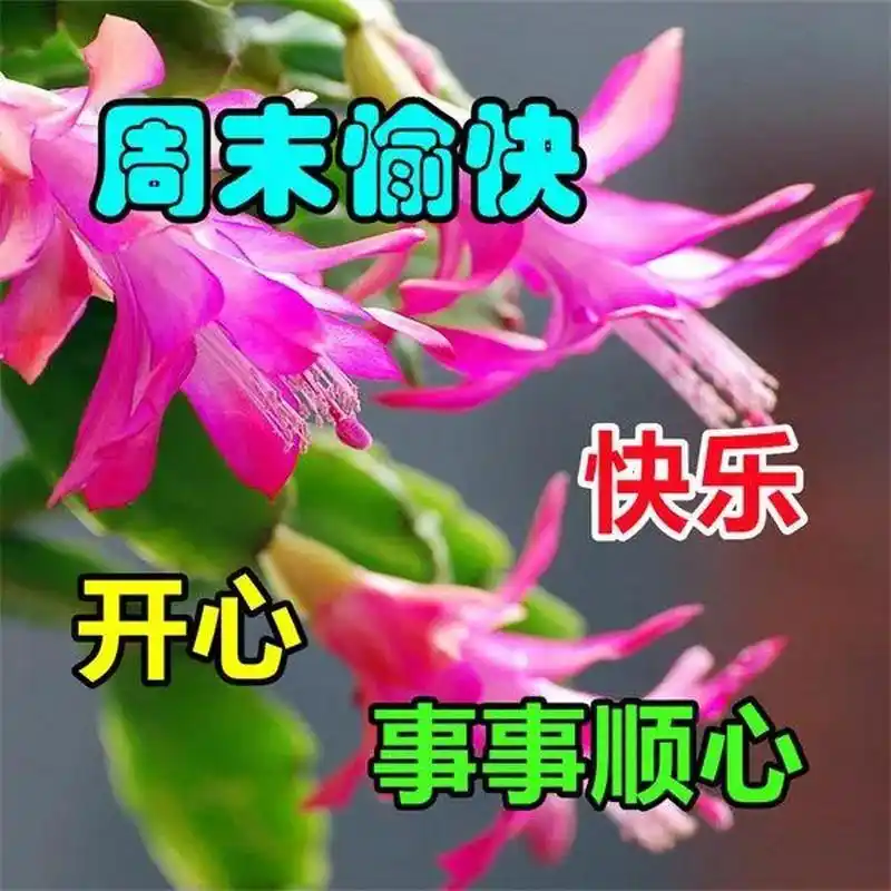 周末祝福语,周末是释放压力的时刻,是放松心情的时光 早安,亲爱的周末