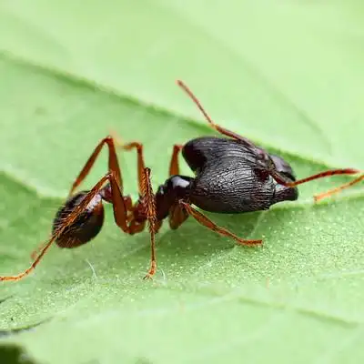 中华四节大头蚁pheidole sinica