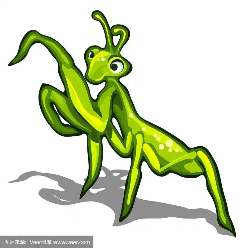 甲虫螳螂孤立在一个白色的背景.矢量图