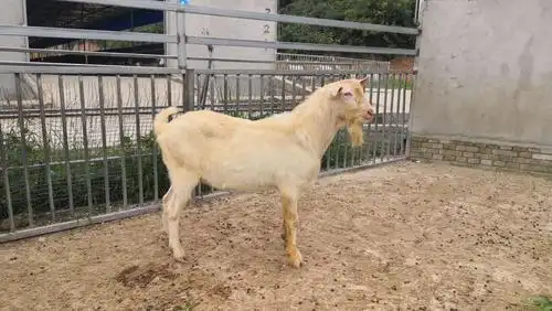 陕西省畜牧产业试验示范中心奶山羊技术服务进行时