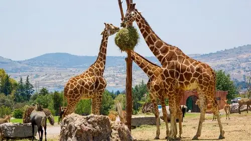 普埃布拉野生动物园一日游(墨西哥城出发)