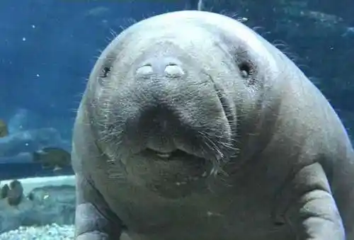 第十条:鲨鱼很友善:不管在任何情境下,你被鲨鱼咬到的机率,都只有被