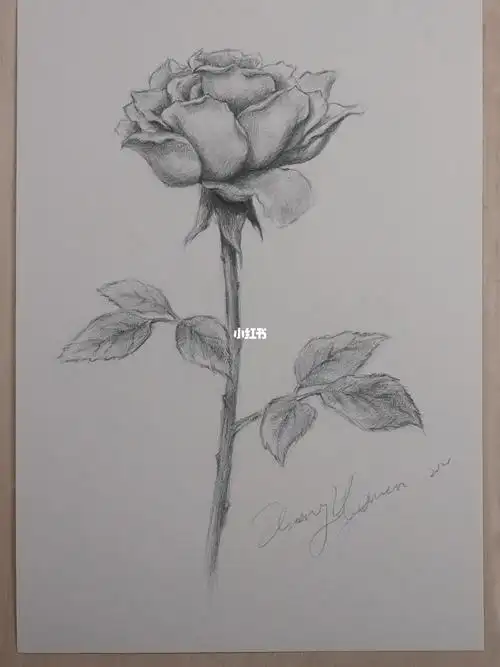 画束玫瑰花素描静物绘画过程