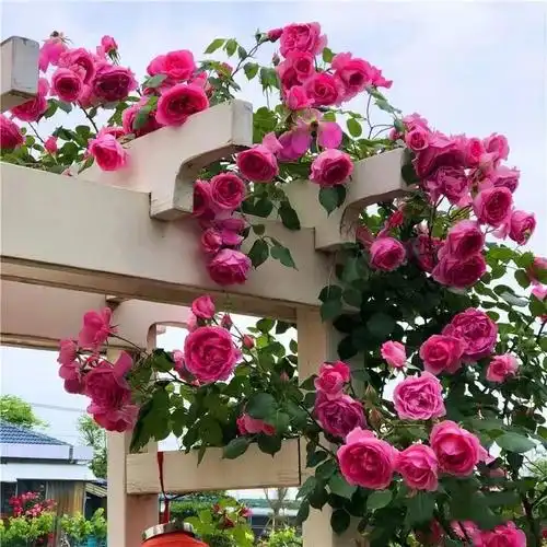 藤本月季大游行花苗大花浓香四季开花耐寒耐热爬藤快拱门花墙植物