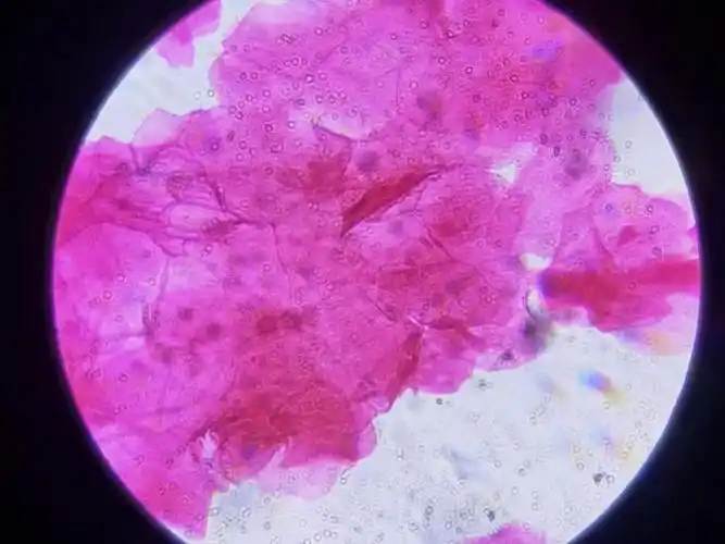 人体口腔上皮细胞