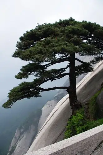 做最专业的摄影社区