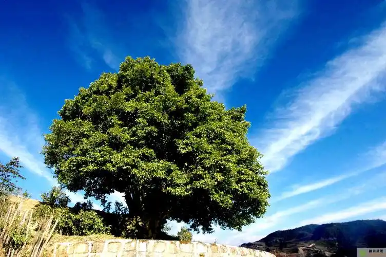 【茶区:凤庆】凤庆大叶种茶的特点