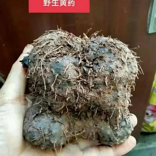 新鲜黄药子 黄药中药材 朱砂七 黄药 黄药根 木