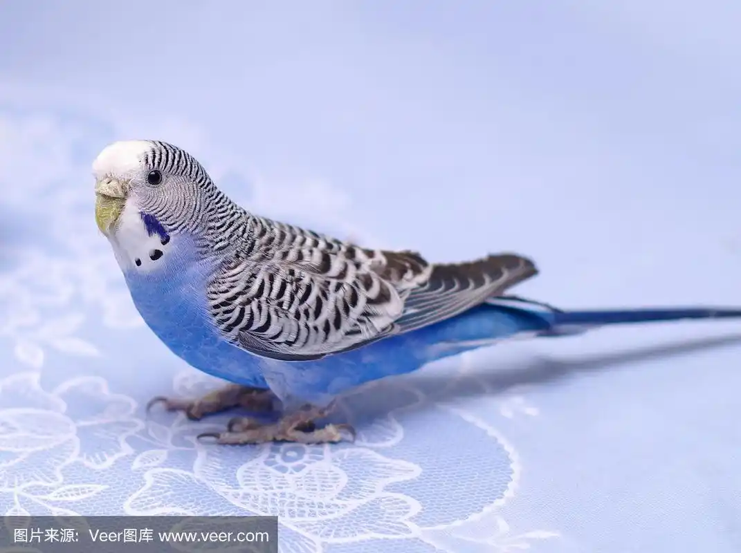 虎皮鹦鹉,蓝色,宠物,图像,一只动物