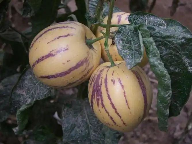 人参果价格(人参果价格2022)