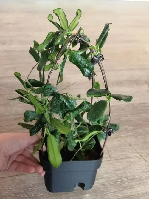 养球兰,注意"3方面",开花不断,花球更多更美,长满整个阳台|阳台_新浪