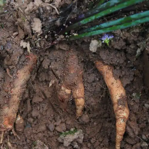 导购纯天然沙参川明参上品地方特色绿色富硒旅游食品