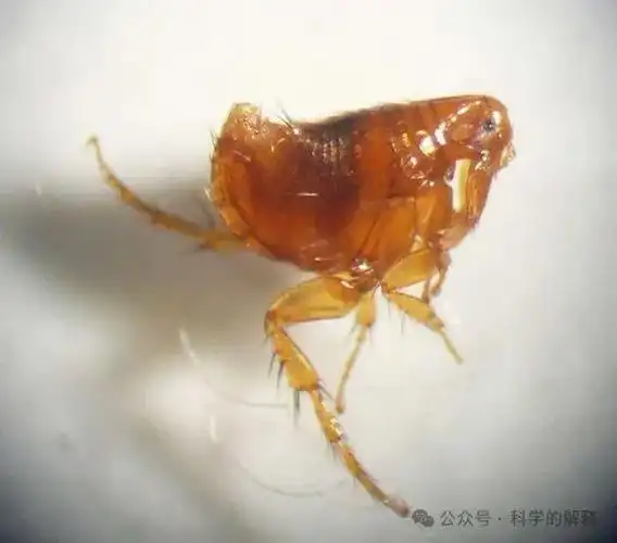 寄生在人体皮肤上的小恶魔,令人深恶痛绝|宠物|老鼠|宿主|跳蚤|寄生虫