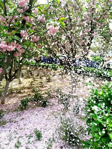 朗诵:我爱那花瓣纷飞的奇妙世界