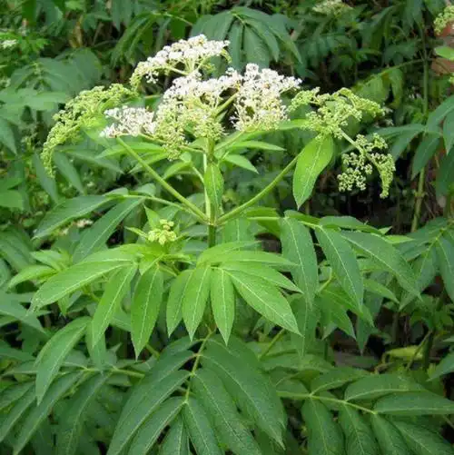 臭草的功效与作用_美健品健康网