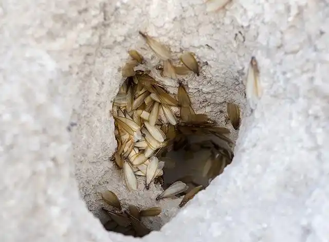 繁殖蚁(分飞蚁),它们从巢穴内部飞出,寻找适合的对象,建立新的白蚁