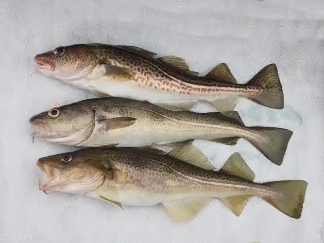 有一种海鱼叫做"黄线狭鳕",别看它的名字带有"鳕",但是它只是鳕鱼的