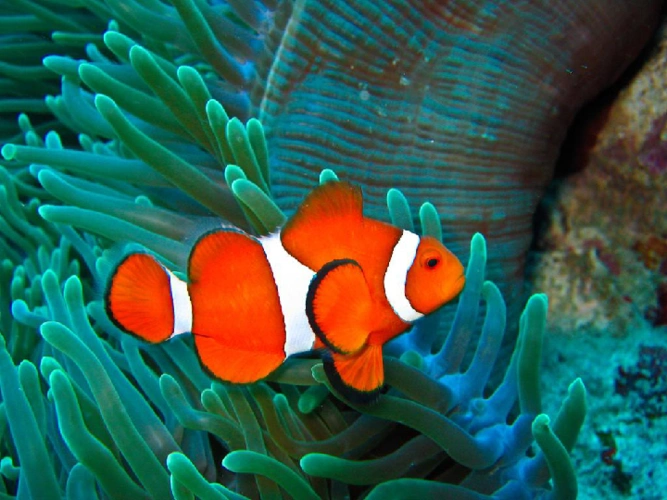 8海洋里的动物61ppt