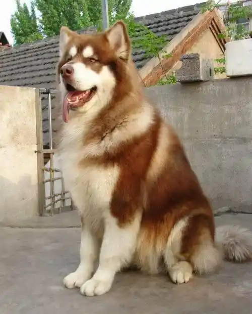 新手养狗:阿拉斯加犬的满分饲养指南