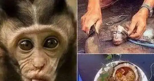 食用猴脑就是其中最为残忍的一种方式,猴脑必须取活猴,然后浇上热油