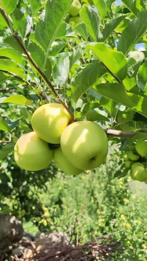 遵循传统种植,生态高原青苹果.  得天独厚的自然条件,充足日光照射.