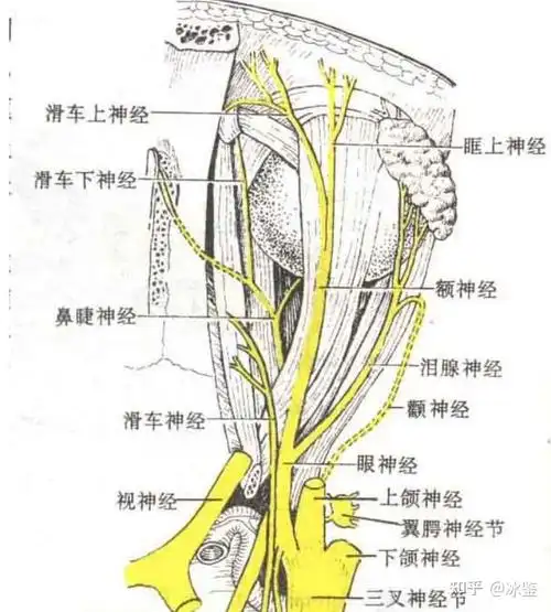 注:耳颞神经,舌神经解剖图.