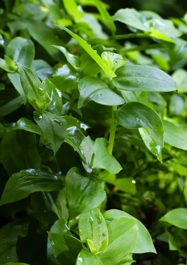 尚可清热利尿,治水肿,热淋.