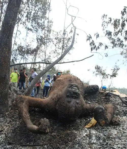 印尼保护区3只大猩猩被烧死 或是农民烧荒所致(组图)