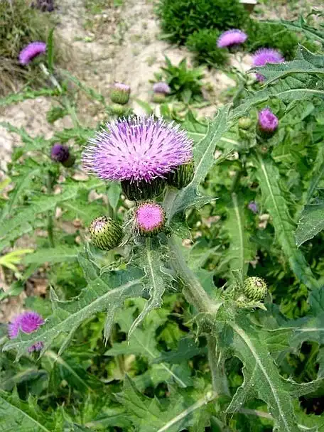 刺儿菜图片功效和药用,刺儿菜图片和功效作用-图片大观-奇异网