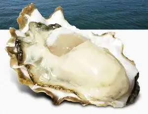 生蚝新鲜乳山牡蛎带壳海蛎子包邮鲜活海鲜现捞水产品