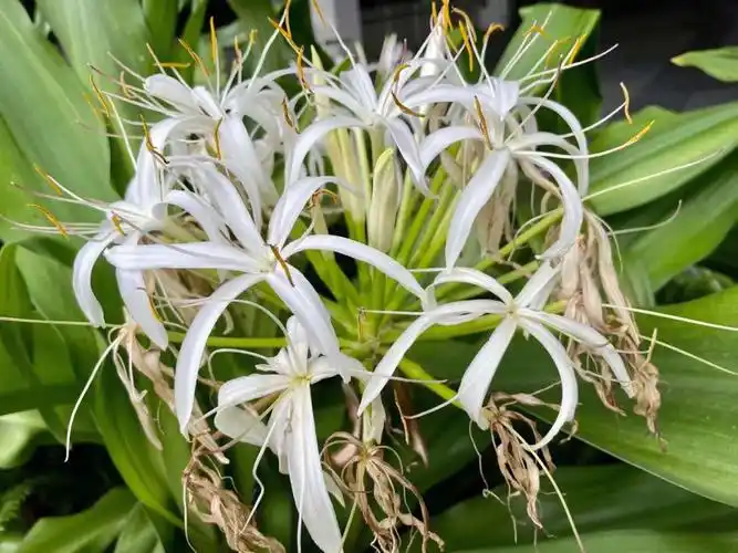 新加坡花花之57文殊兰