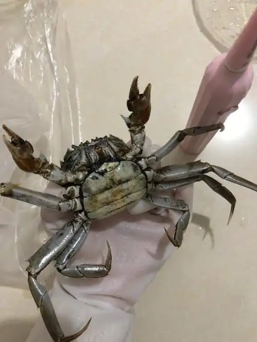 螃蟹没绑怎么吃