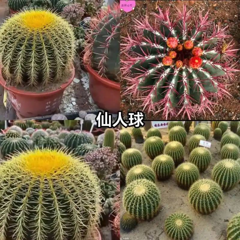 仙人球 #仙人掌品种 - 抖音