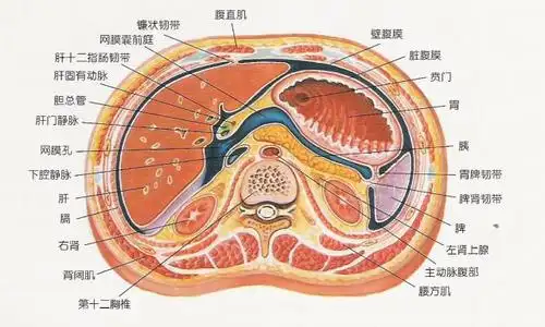 腹腔横断面(平网膜孔,下面观)