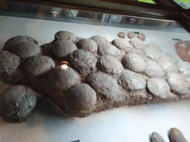 汇萃全国古生物化石精华_中国地质博物馆史前生物厅