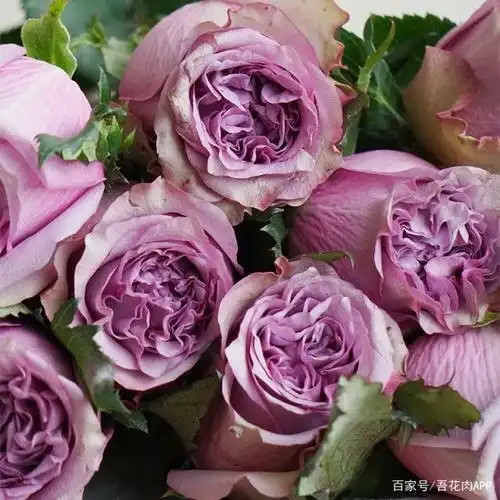 原来,玫瑰花有这么多品种!还有绿色玫瑰?什么色都有,涨姿势了