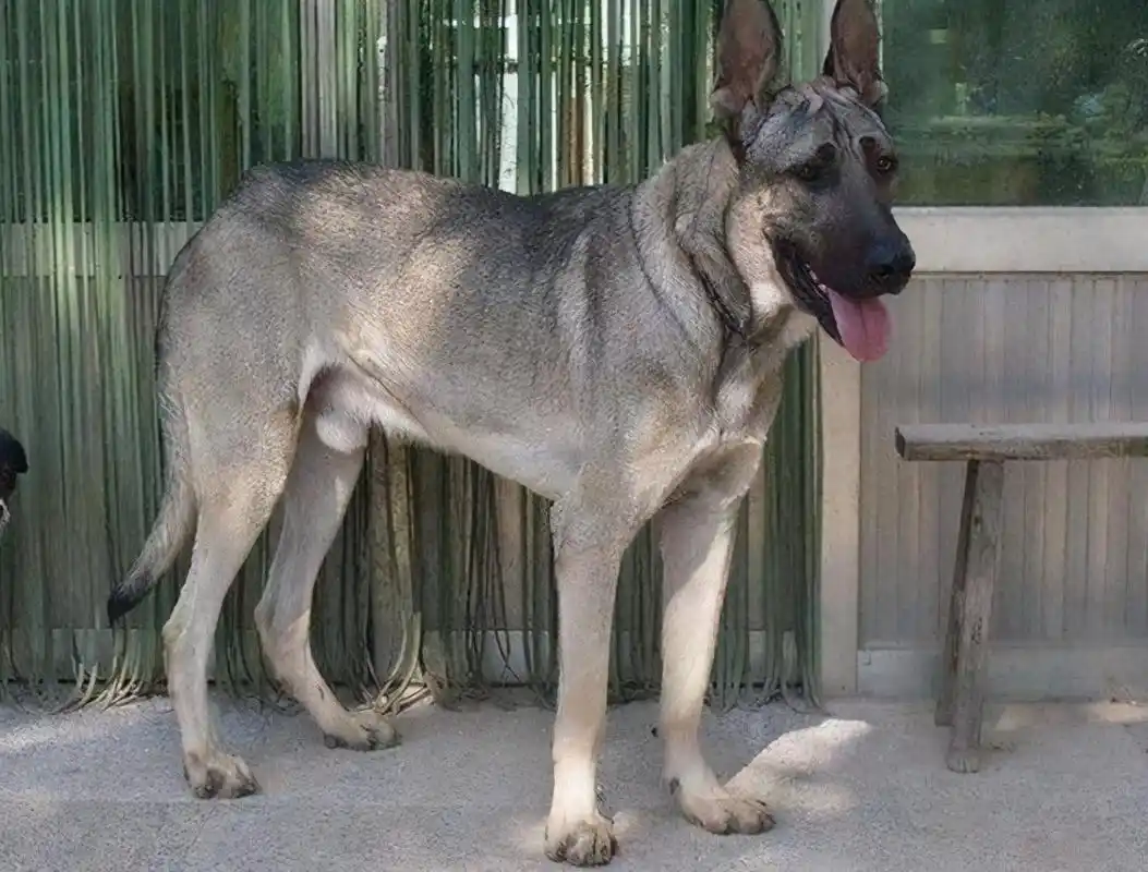 狼青,最受欢迎的本土狗之一,为何现在这么少人养?