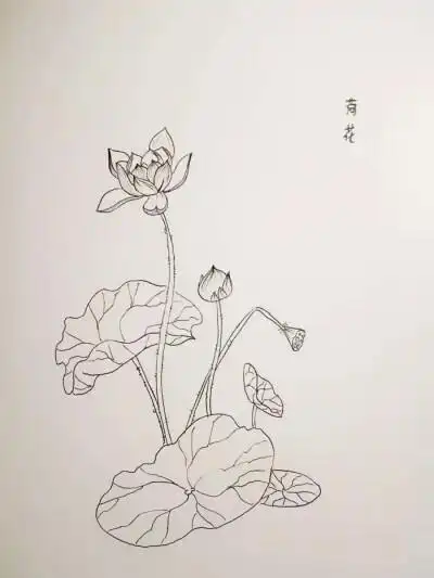 荷花线稿